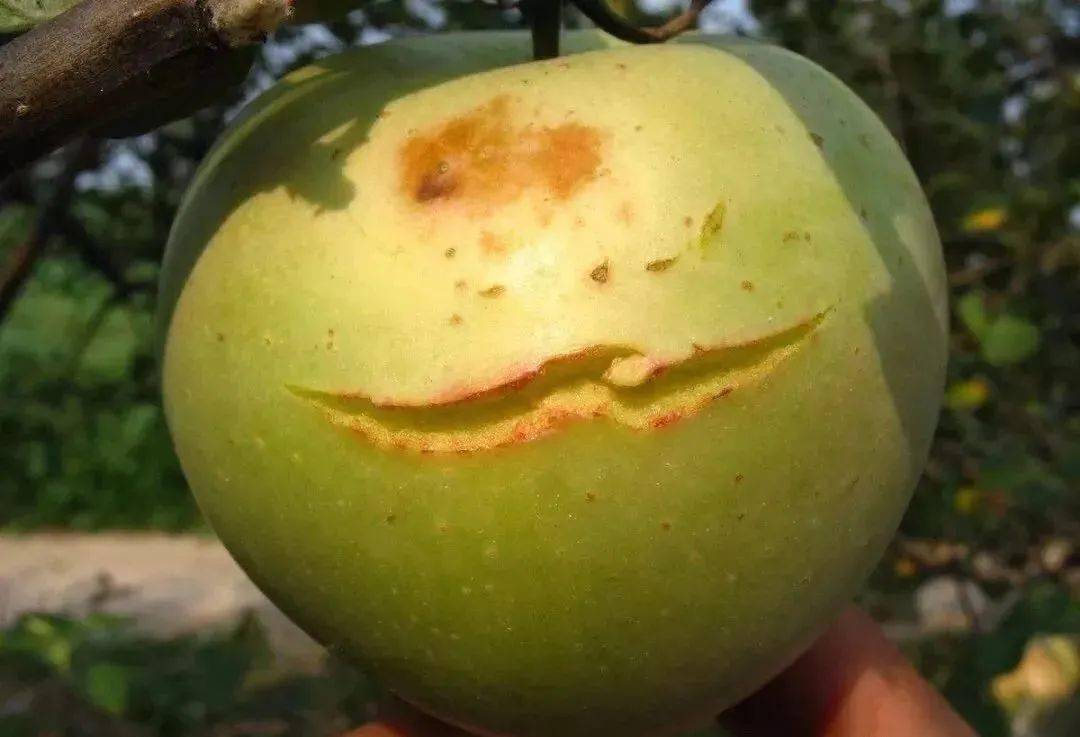 管理套袋苹果裂果原因及防治方法