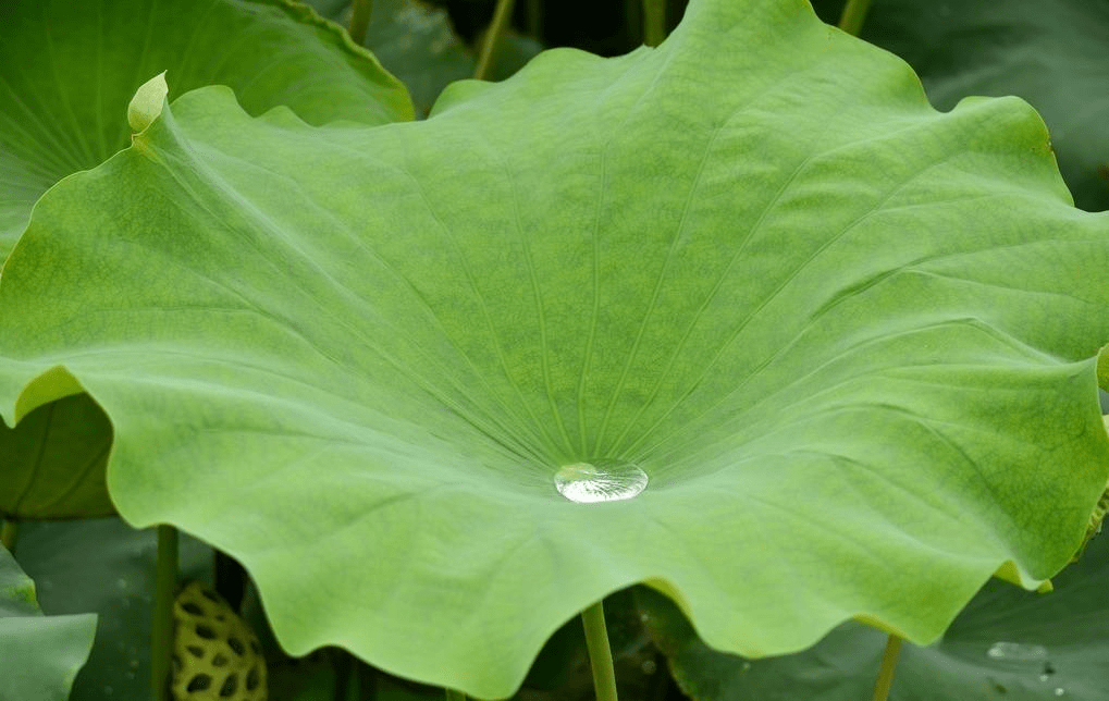 荷花的叶是由叶片及着生于叶脐上的长而粗硬的叶柄组成,它是进行光合