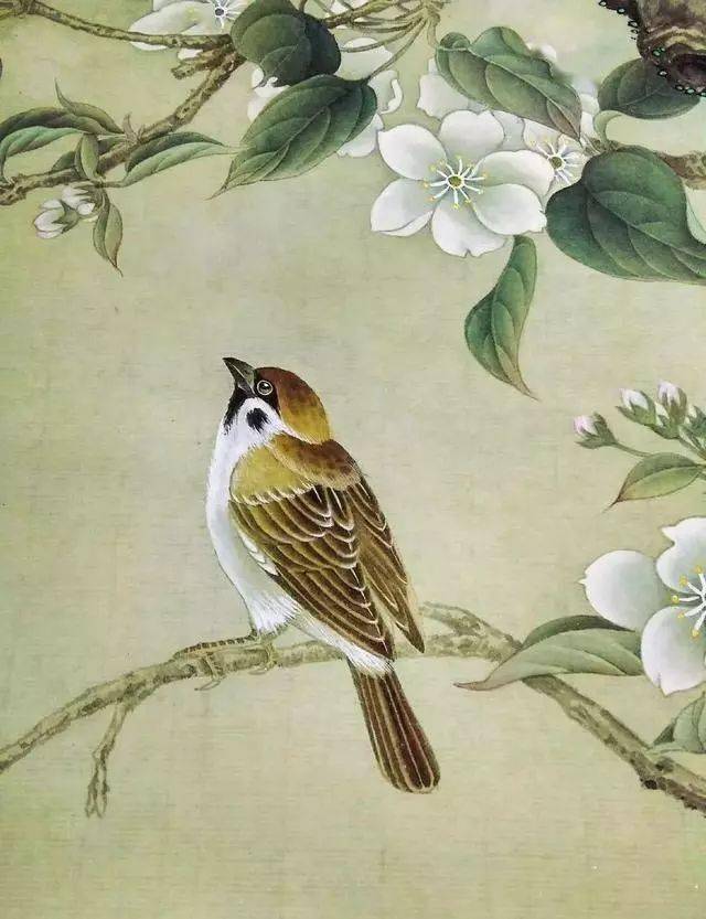 100副精品花鸟分享真是太美了