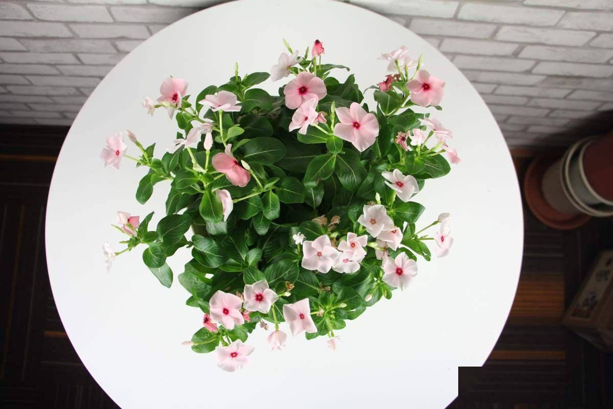 连绵雨季怕积水 这5种植物 雨越大越好养 花卉