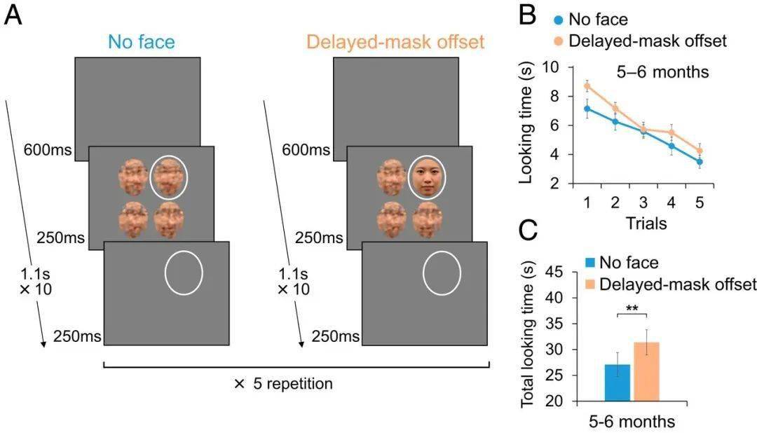 pnasnakashima等人的实验利用婴儿对人脸刺激的偏好,采用osm实验