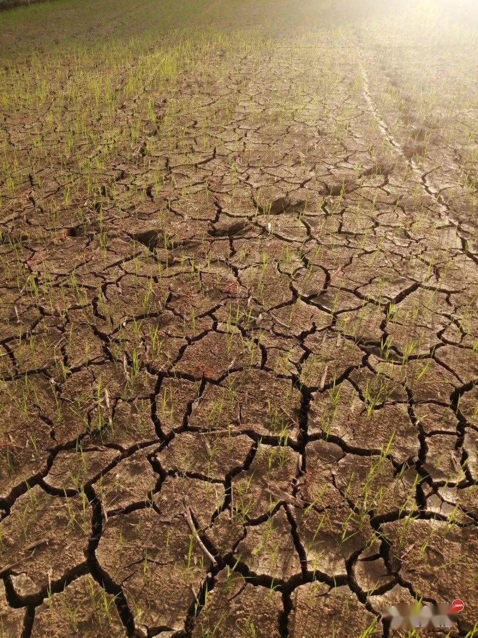 太难了网友曝钦南区现旱情部分农田开裂钦州未来一周天气是
