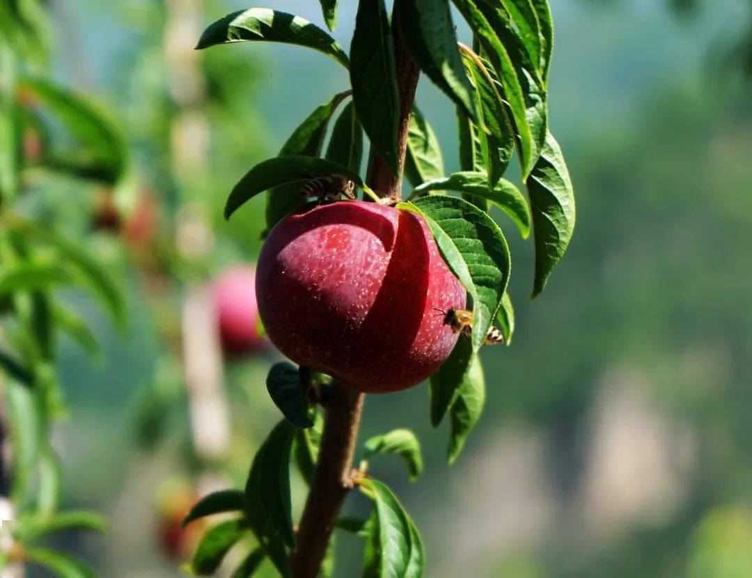 在种植基地,成片的槜李树郁郁葱葱,枝头成熟的槜李红中透紫,个头饱满.