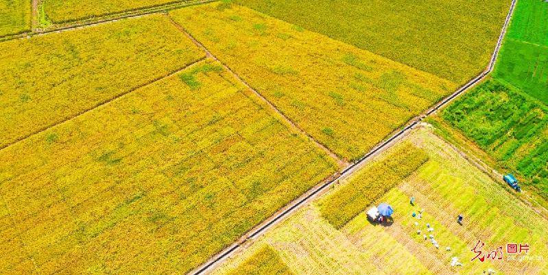 busy|Crops usher in harvest season in E China's Jiangxi