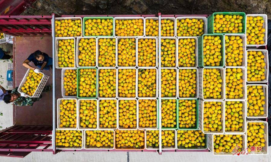 and|Oranges harvested in C China's Hubei