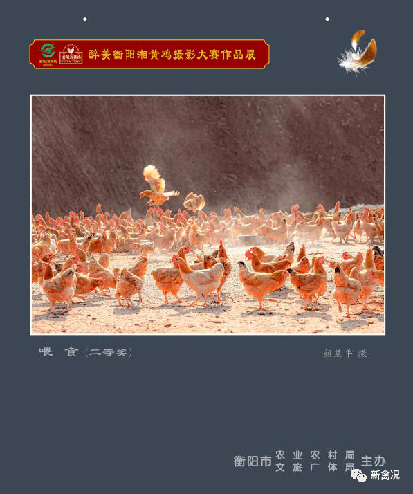 "衡阳湘黄鸡"的养殖始自汉代,明清两代由衡州府定期向皇宫进贡.
