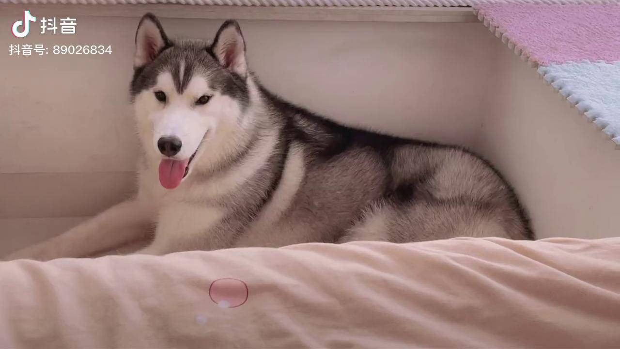 稳如老狗白白胖胖充满希望