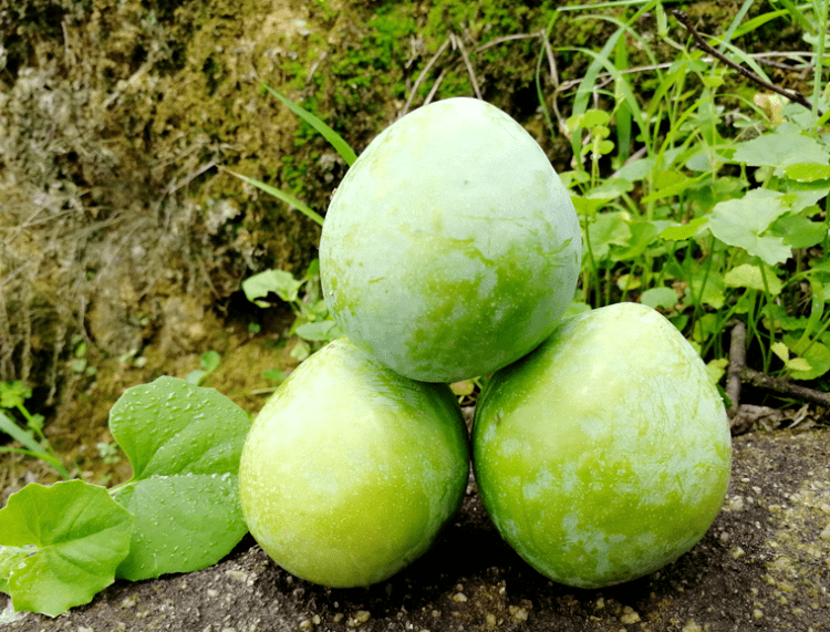 福建古田李子:油奈李,芙蓉李