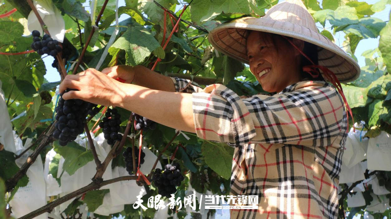 赤水市长沙镇:甜蜜产业带来的甜蜜生活