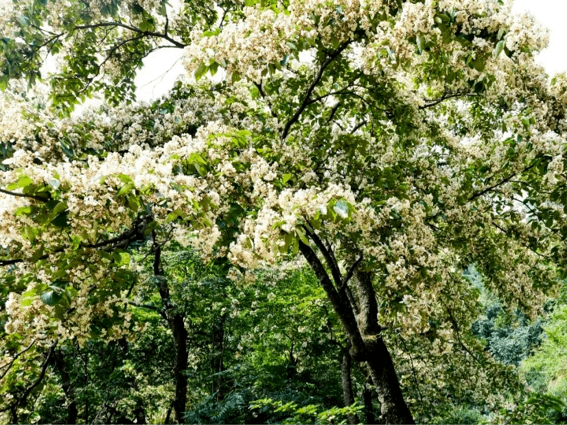 惊艳攀枝花这里的丁木花开啦