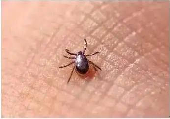 虫子|福州男子莫名发热咳嗽，竟是因这虫子…