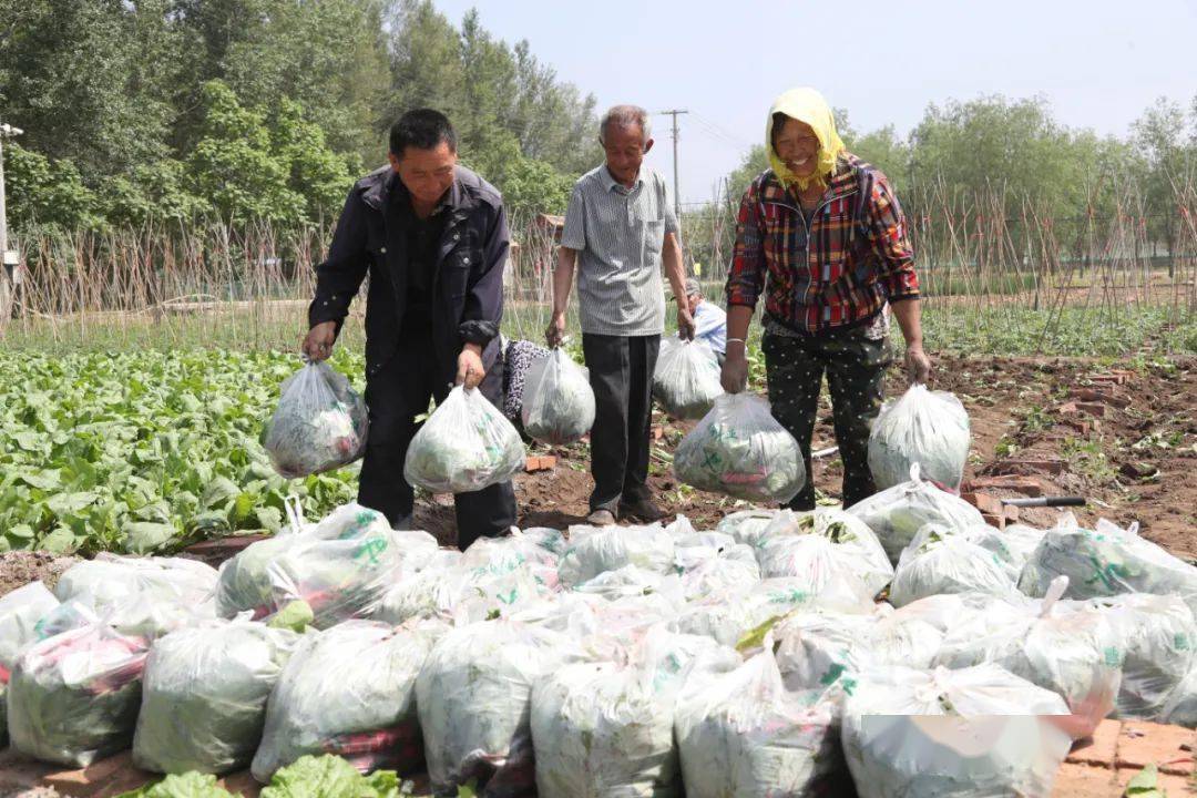 海丰村微农场 富了农人乐了市民 蔬菜