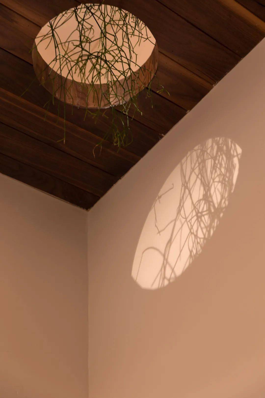 随处可见的小绿植,墙上植物的倒影也分外有趣.