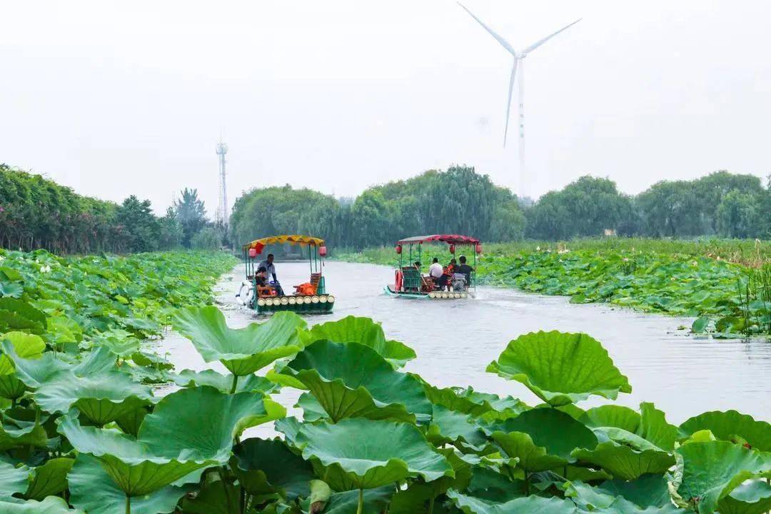 金湖荷花再次盛开在央视