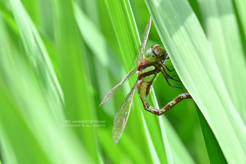 自然散步 | 在海口淡水湿地调查蜻蜓