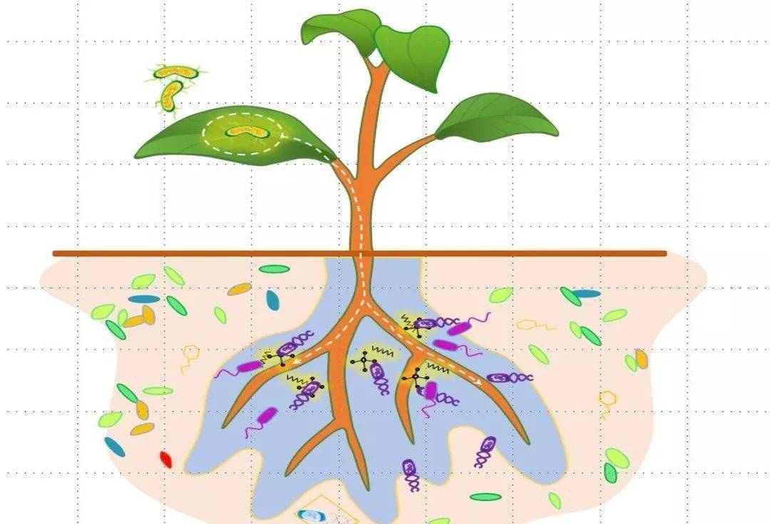 根系被病菌侵害