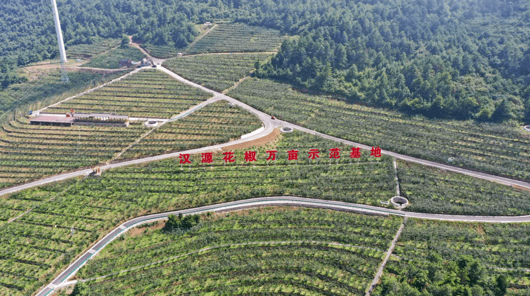 川菜核心精华椒之瑰宝汉源花椒红了