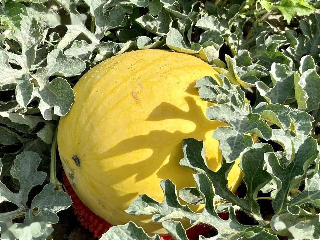 胡杨情长红船领航探访第十批嘉兴援疆干部人才的沙雅足迹