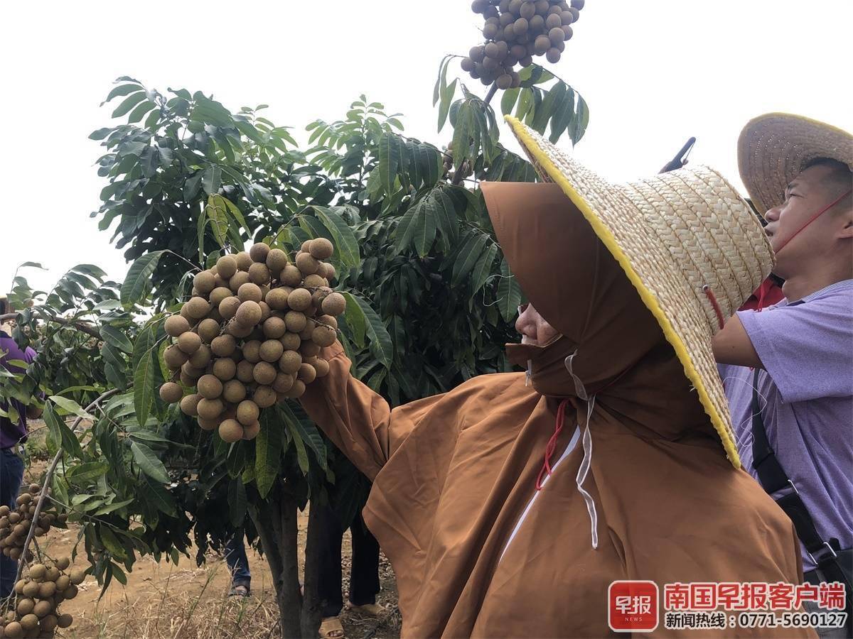 果大脆又甜!本地早熟龙眼"桂丰早"上市,价格在12元/公斤左右