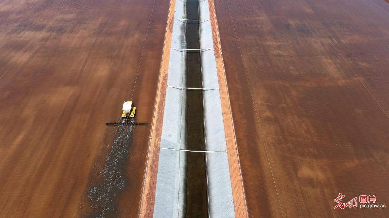 Picture|Summer salt-harvesting in homestretch in N China's Hebei