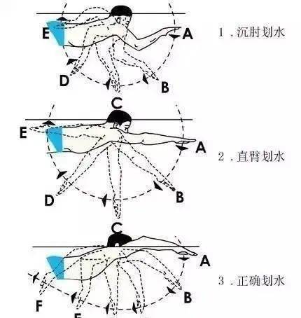 游泳有非常多的技巧,在此基础上可以将游泳方式划分为潜泳,蛙泳,自由