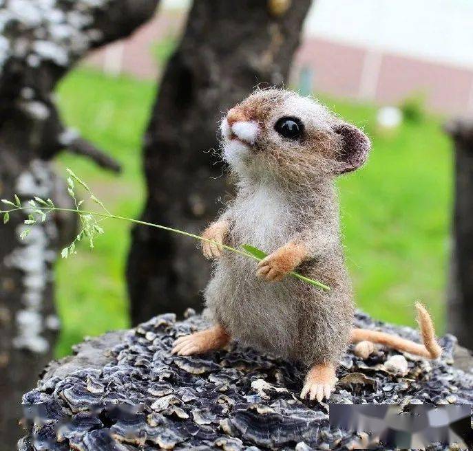 看得心都要酥了这小动物也太可爱了吧