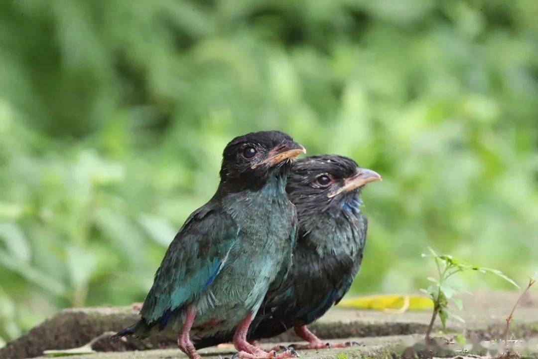 密云发现珍稀三宝鸟随着雨水落入凡间