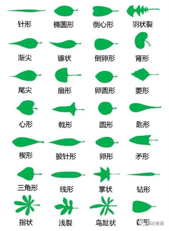 认识叶子的形状_植物