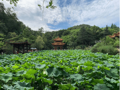 水栽|富乐山风景区荷花盛开醉游客