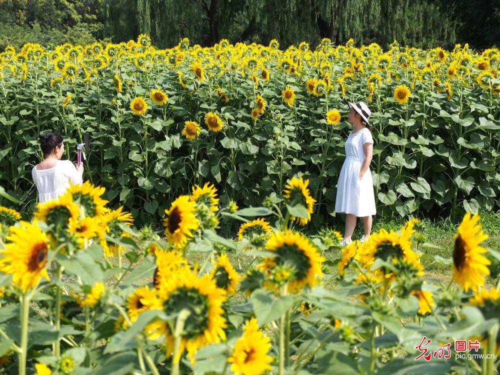 China|Sunflowers blooming across China in July