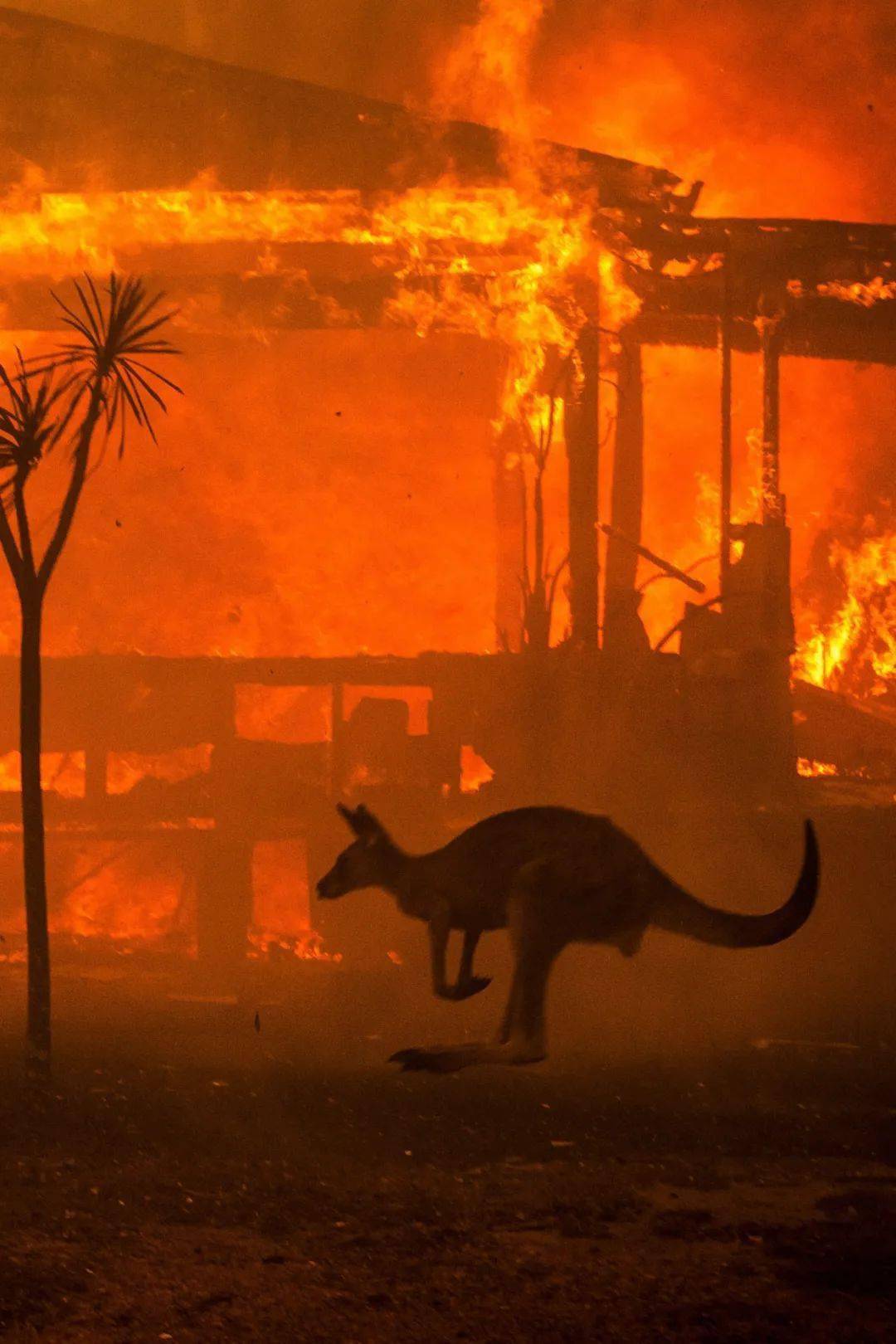 2019年澳大利亚丛林大火给人类的启示