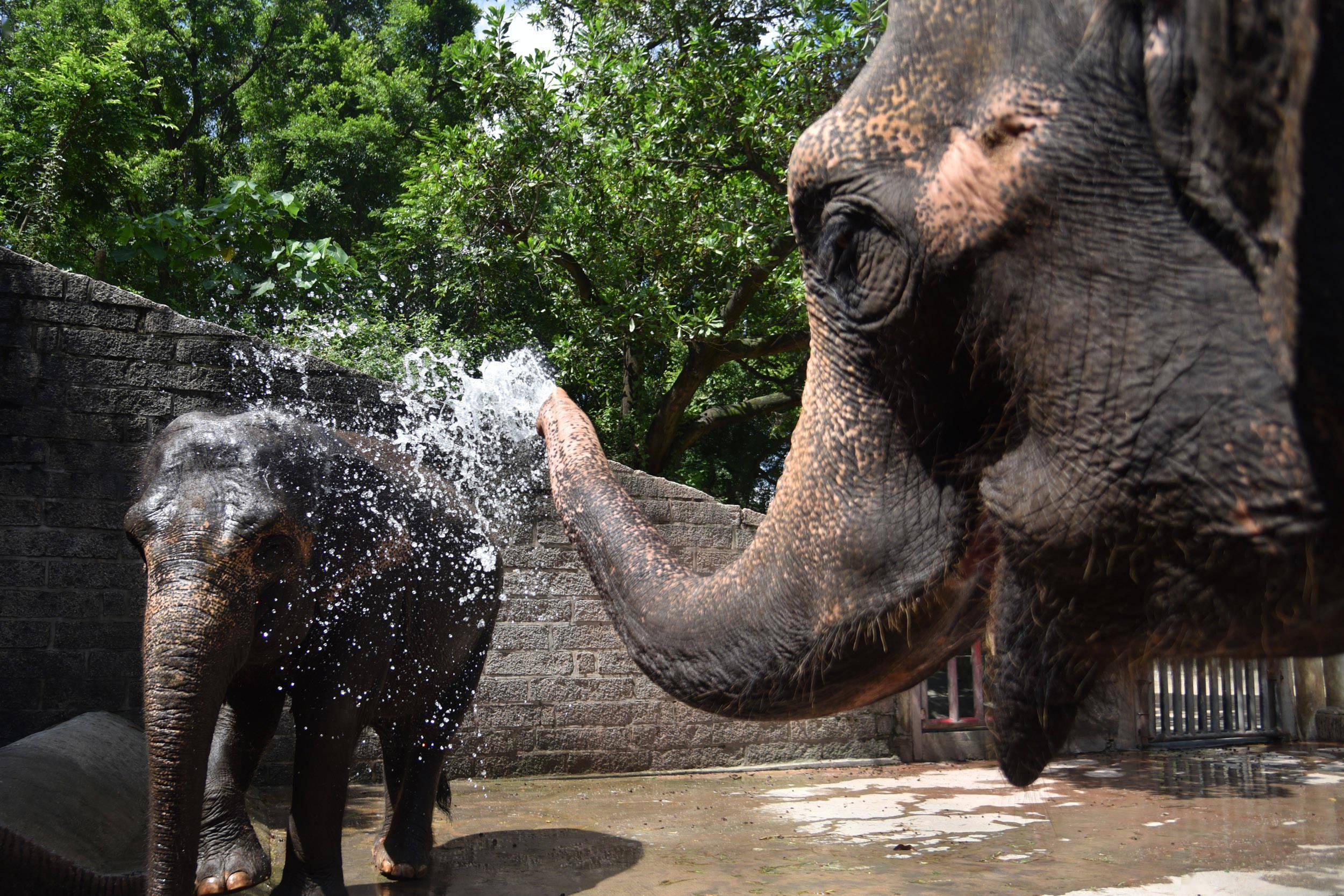 深圳野生动物园动物消暑各有凉方