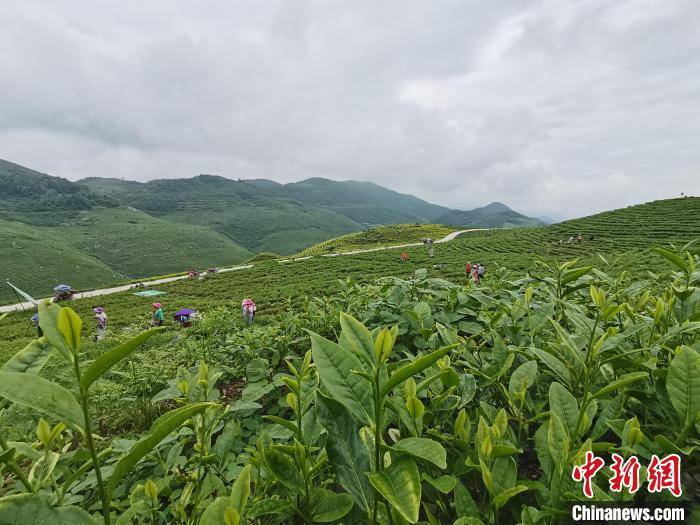 走进贵州省铜仁市思南县鹦鹉溪镇训家坝村的千亩茶园,梯田式的茶山