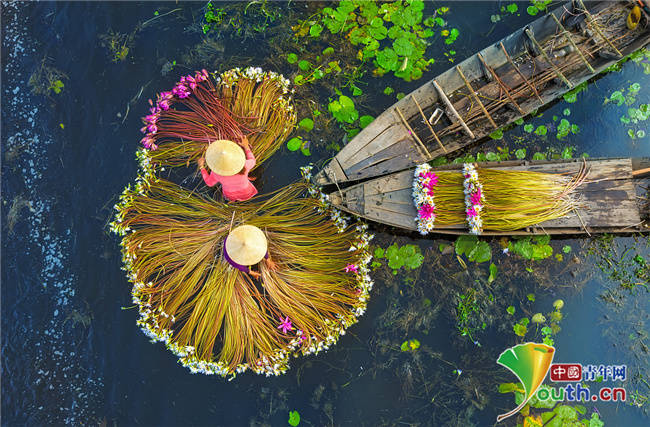 越南农民划船采莲如在画中