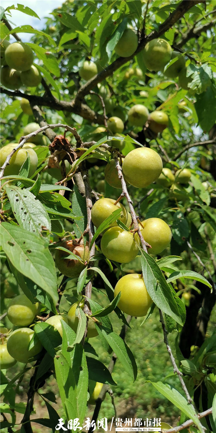 乌当上坝村酥李已成熟,果农:想摘哪棵就摘哪棵