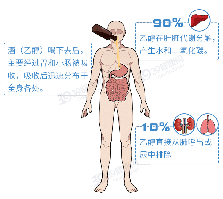 一喝酒就脸红和脸白的人谁的酒量更大酒量能练出来吗