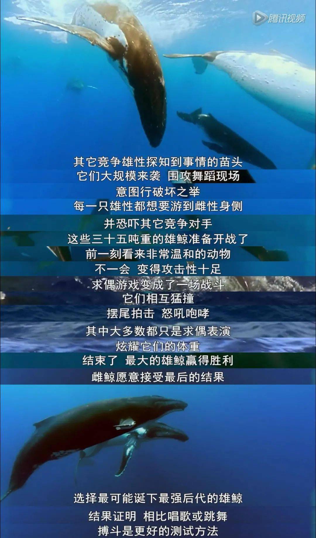 她被毁了,你就开心了?_鲸鱼