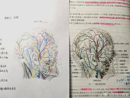 都说|学霸医学生画神仙笔记像印刷体
