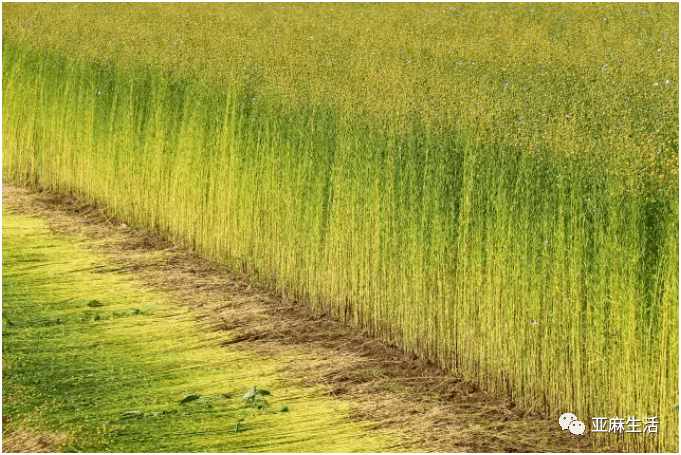 雨露麻--来自大自然的馈赠._亚麻