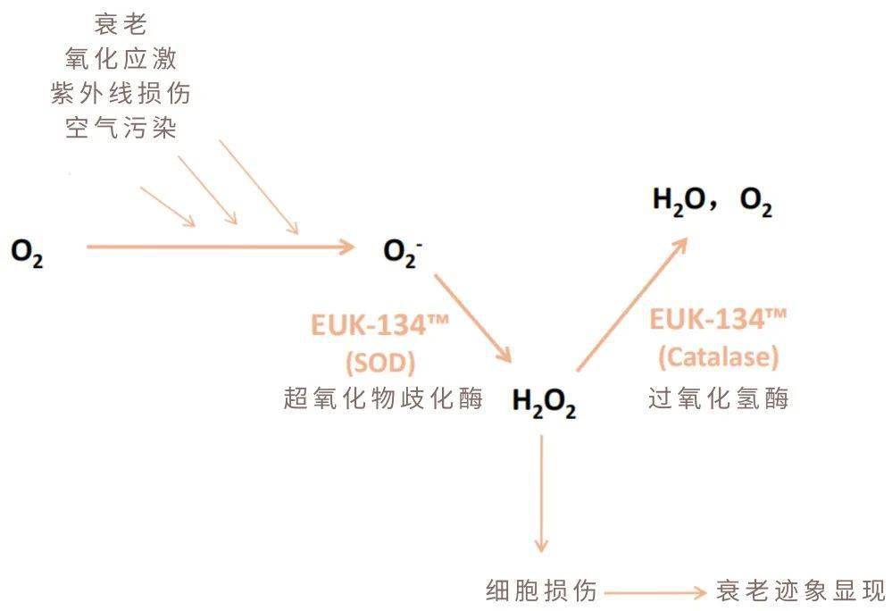 0的它可以在体内迅速找到超氧阴离子,也就是自由基,并且把