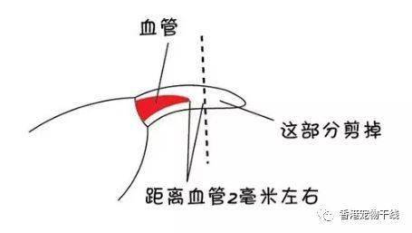 兔子指甲太长怎么办