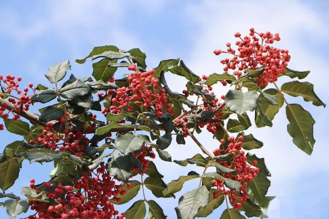 甘谷人的花椒摘美了.