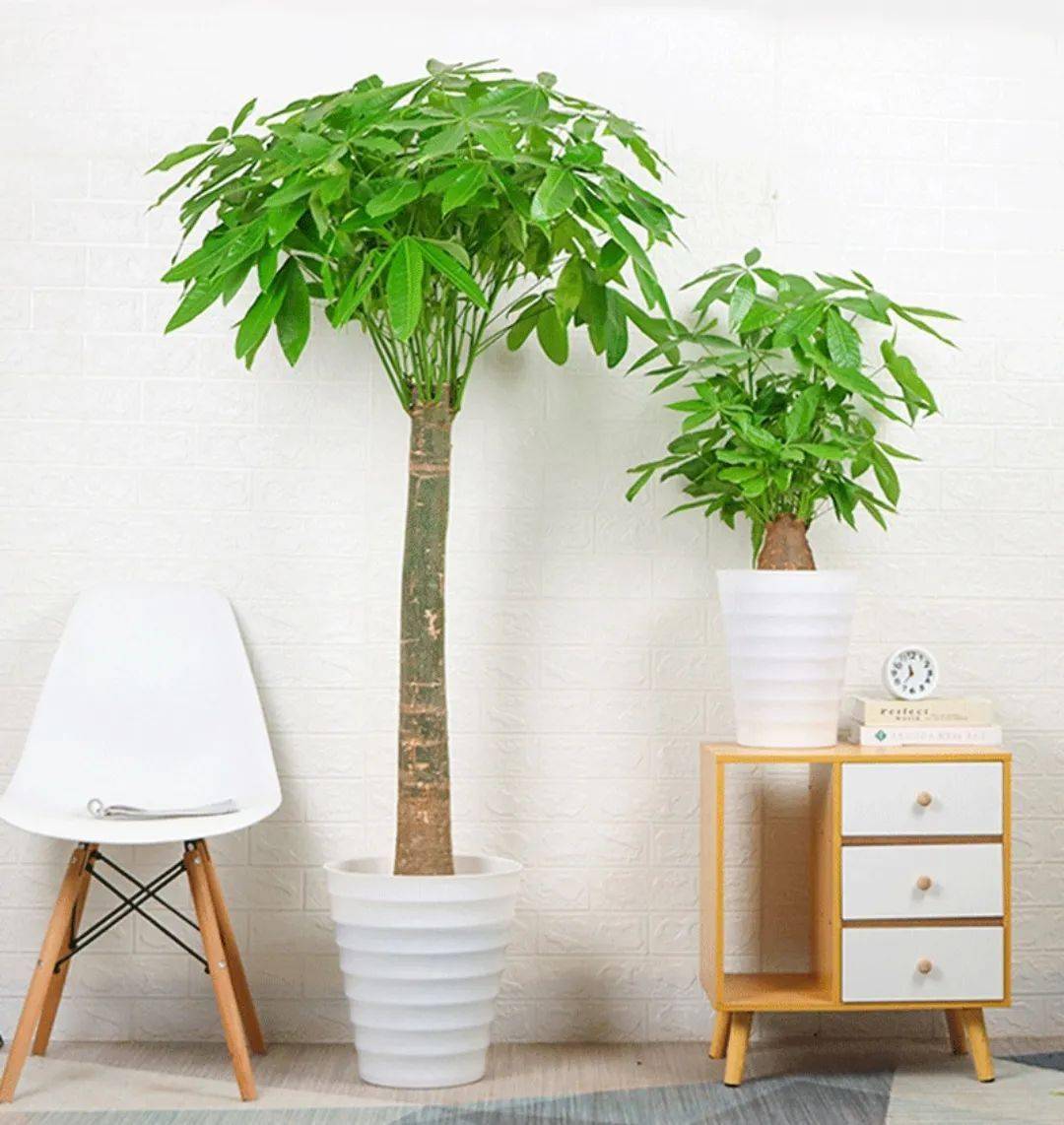 装饰家居摄人心魄的8款大型室内观叶植物,一摆立现"宜家风"!