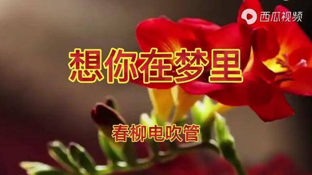 春柳电吹管想你在梦里