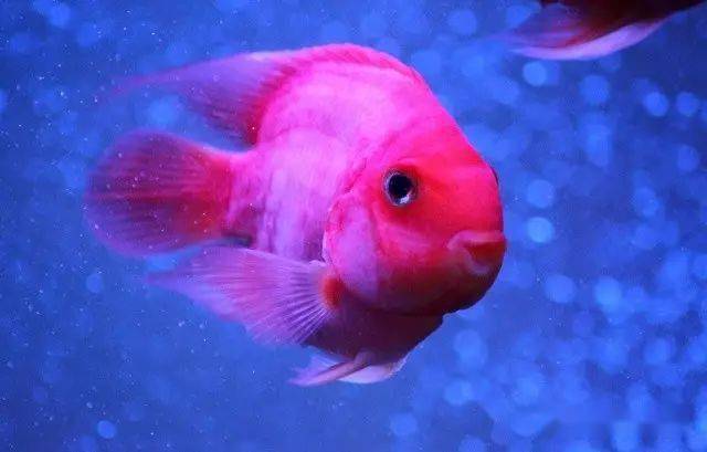 金刚鹦鹉鱼图片 96d99d3f59204b548ff0be6ece95e90c.jpeg