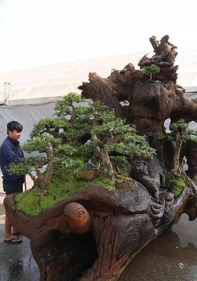 百年古树大盆景,重达2.6吨!
