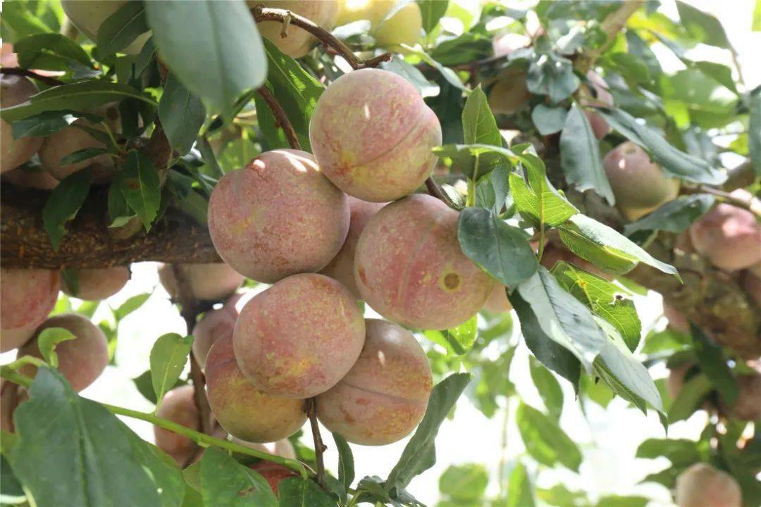 开幕今天永泰这里以李相待