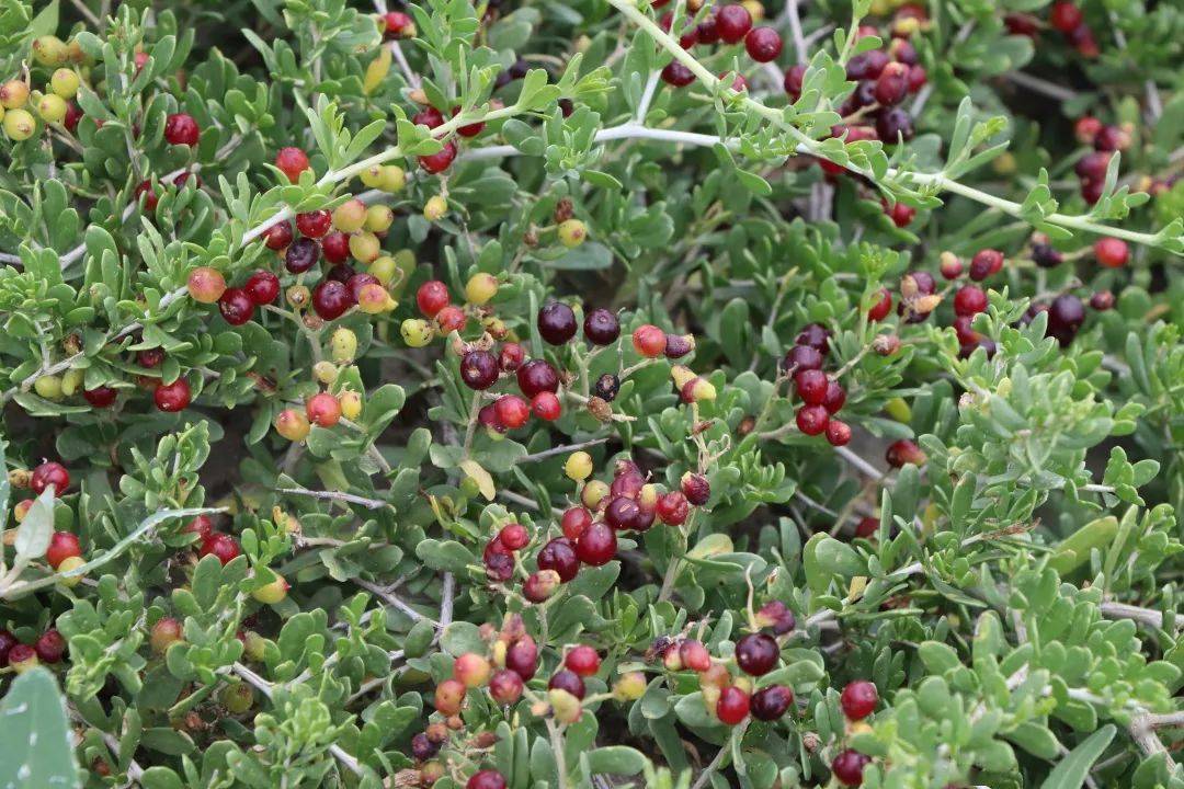 白刺是蒺藜科白刺属的灌木,分枝多而密集,呈丛生状