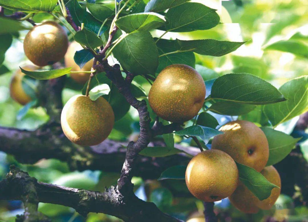 预计产量达1万吨今年黄瓜山梨再获丰收更是国家地理商标黄瓜山梨是