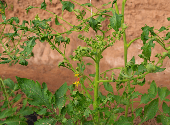 高温桑拿天气番茄该如何才能预防病毒病